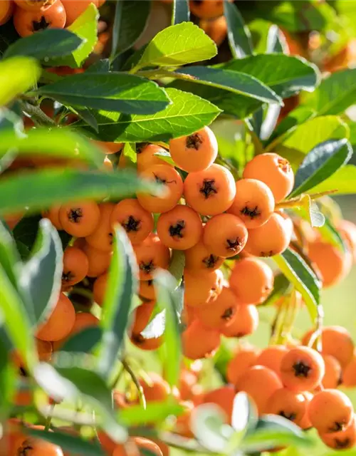 Pyracantha coccinea