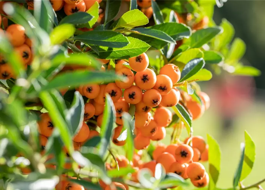 Pyracantha coccinea