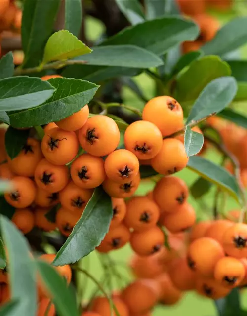 Pyracantha coccinea