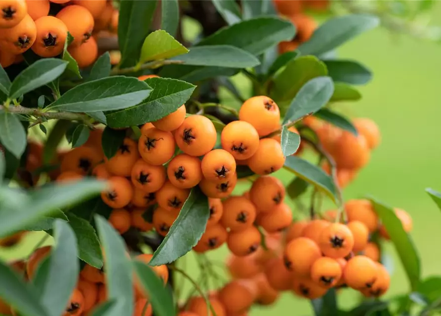 Pyracantha coccinea