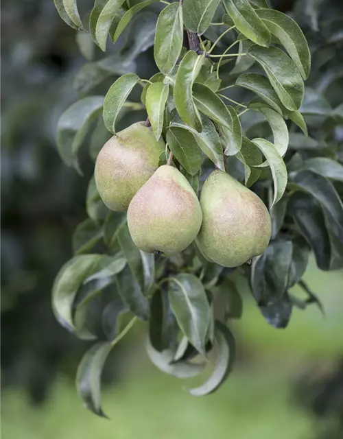 Pyrus communis