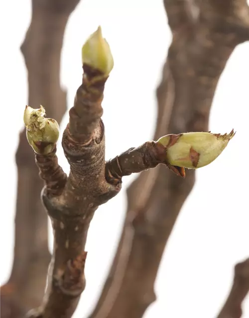 Pyrus communis