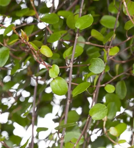 Muehlenbeckia complexa