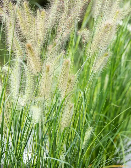 Pennisetum alopecuroides 'Little Bunny'