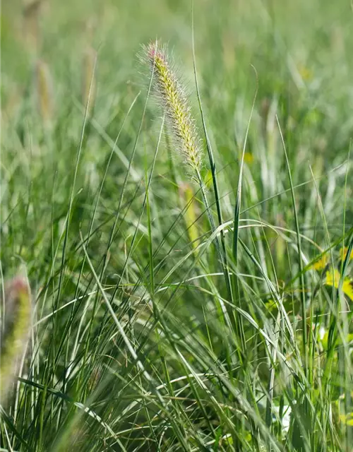 Pennisetum alopecuroides 'Little Bunny'