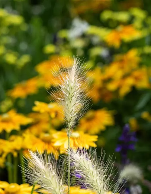 Pennisetum alopecuroides 'Little Bunny'