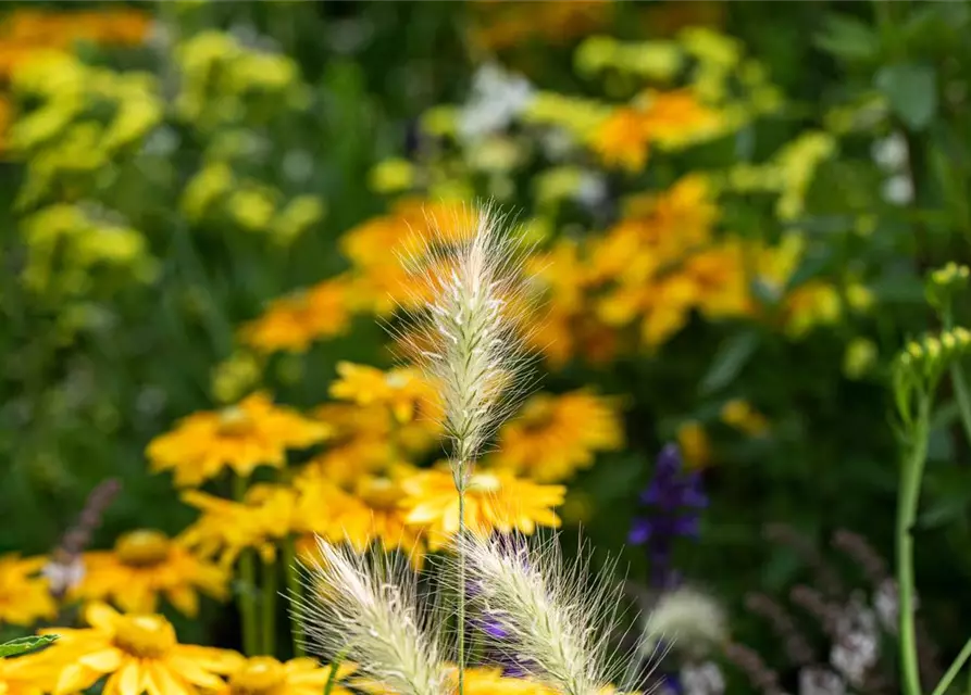 Pennisetum alopecuroides 'Little Bunny'