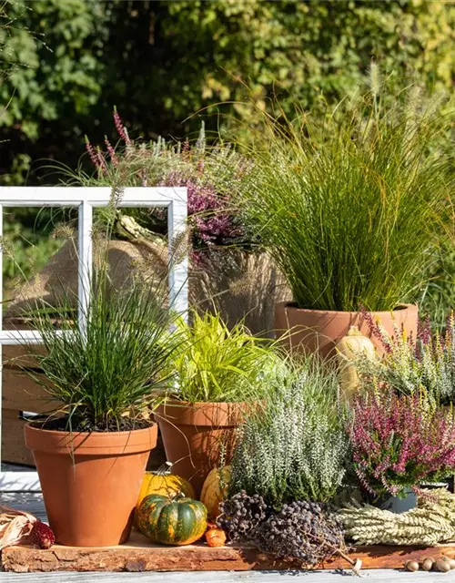 Pennisetum alopecuroides 'Little Bunny'