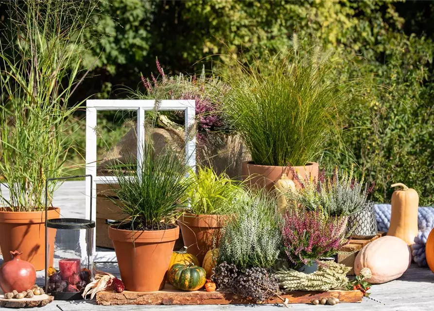 Pennisetum alopecuroides 'Little Bunny'