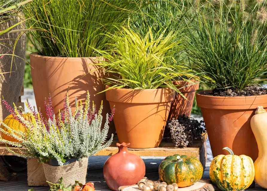 Pennisetum alopecuroides 'Little Bunny'