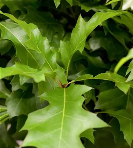 Quercus palustris 'Green Dwarf'