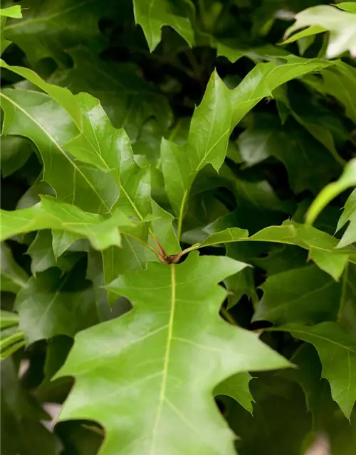 Quercus palustris 'Green Dwarf'