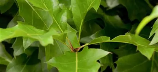 Quercus palustris 'Green Dwarf'