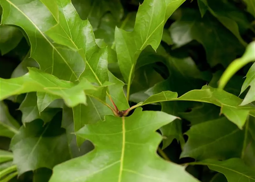 Quercus palustris 'Green Dwarf'