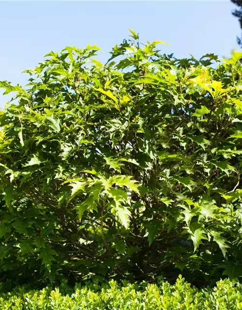 Quercus palustris 'Green Dwarf'