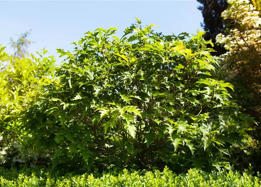 Quercus palustris 'Green Dwarf'