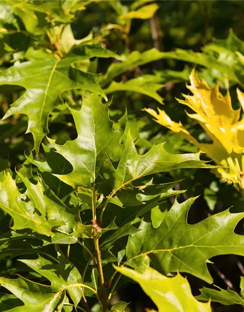 Quercus palustris 'Green Dwarf'