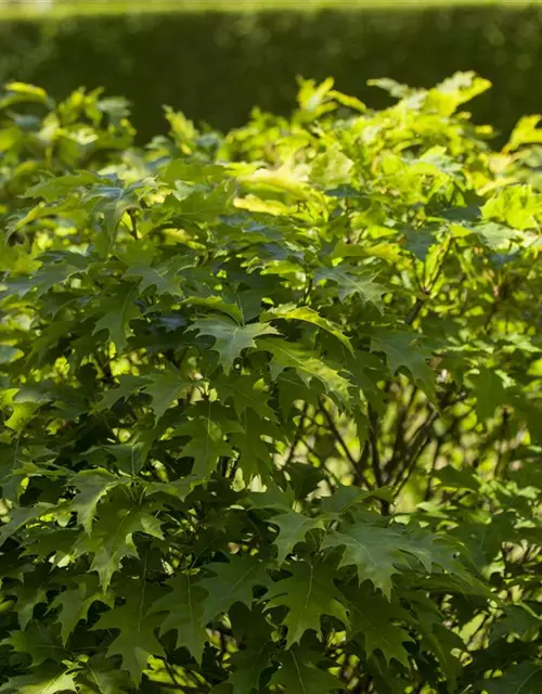 Quercus palustris 'Green Dwarf'