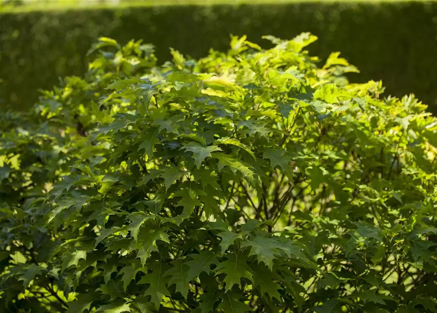 Quercus palustris 'Green Dwarf'