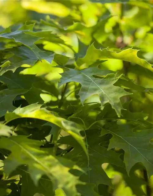 Quercus palustris 'Green Dwarf'