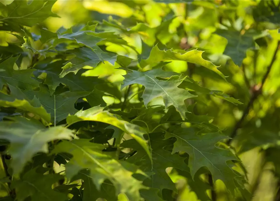 Quercus palustris 'Green Dwarf'