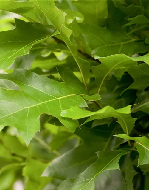 Quercus palustris 'Green Dwarf'