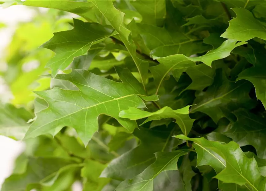 Quercus palustris 'Green Dwarf'