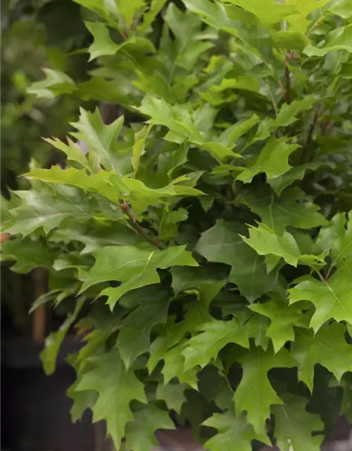 Quercus palustris 'Green Dwarf'