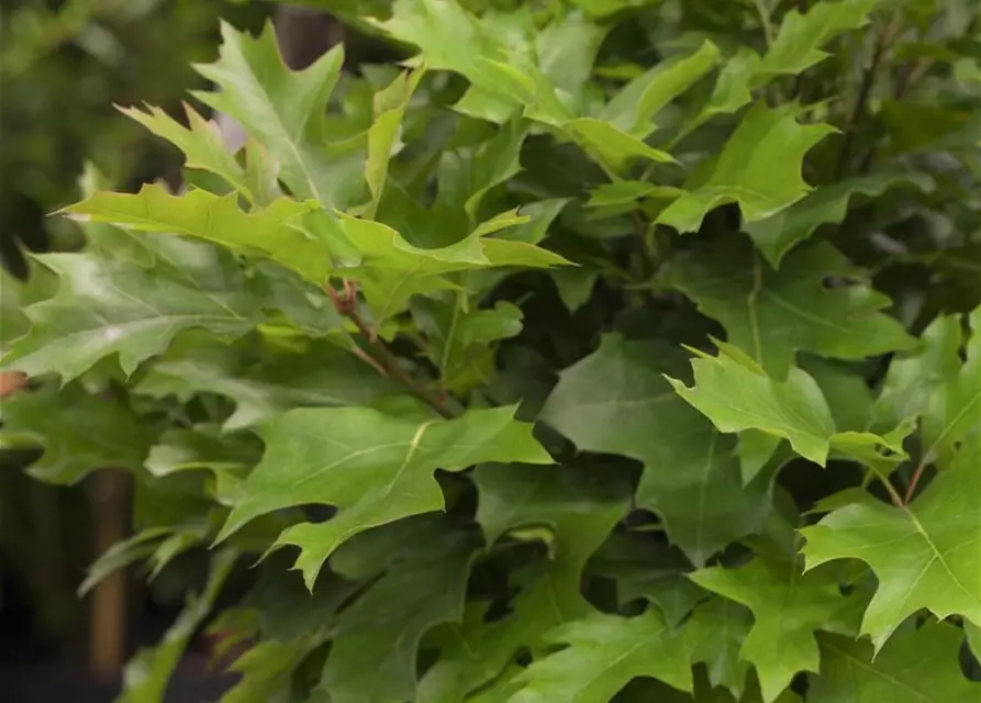 Quercus palustris 'Green Dwarf'