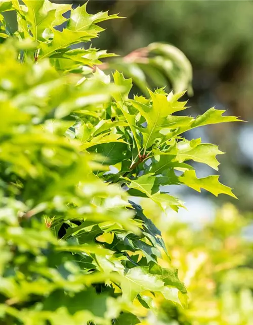 Quercus palustris 'Green Dwarf'