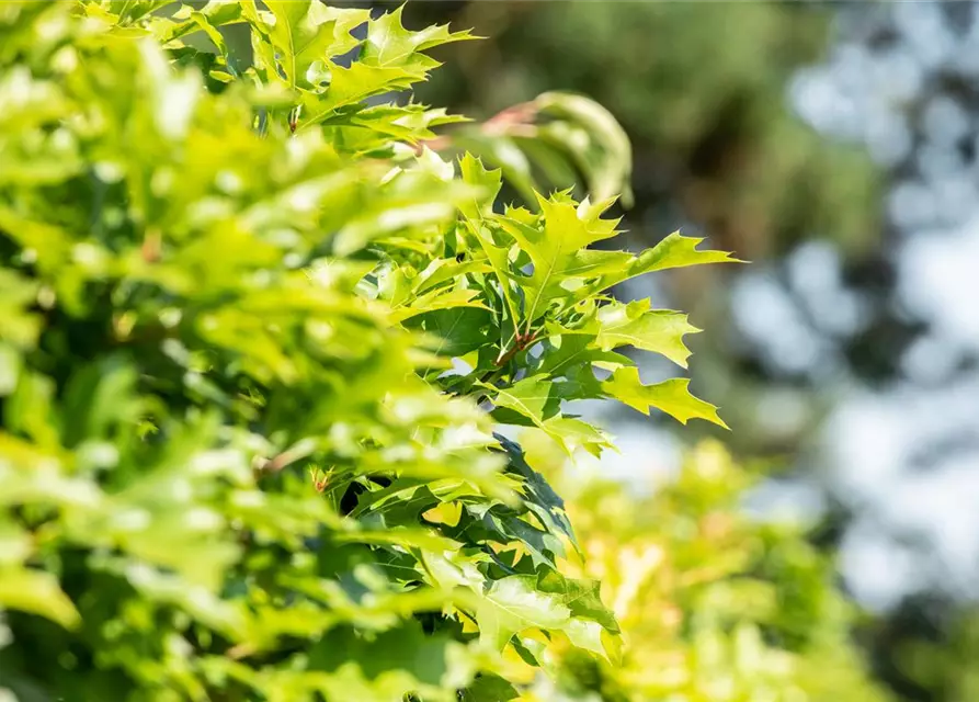 Quercus palustris 'Green Dwarf'