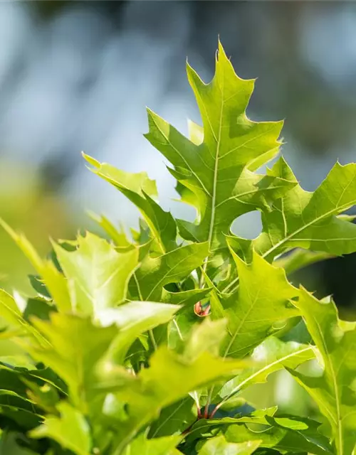 Quercus palustris 'Green Dwarf'