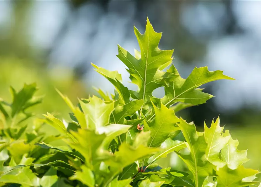 Quercus palustris 'Green Dwarf'