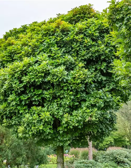 Quercus palustris 'Green Dwarf'