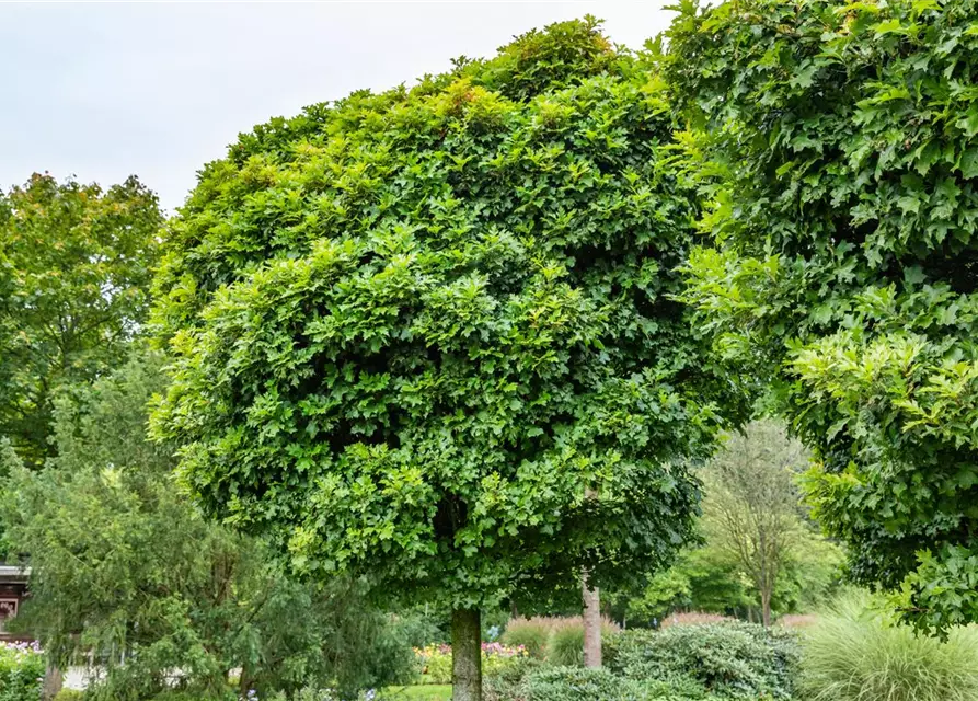 Quercus palustris 'Green Dwarf'