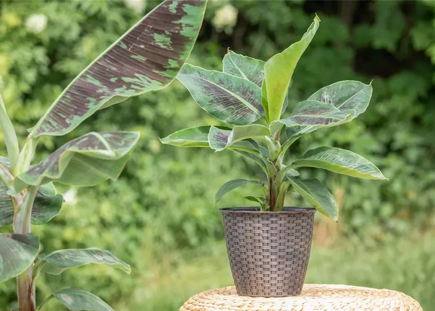 Musa acuminata