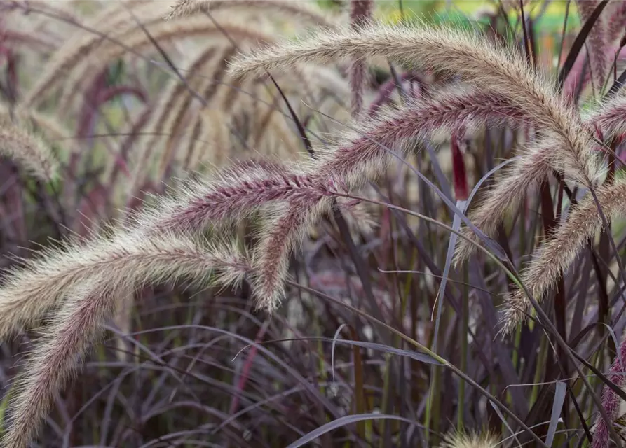 Pennisetum setaceum