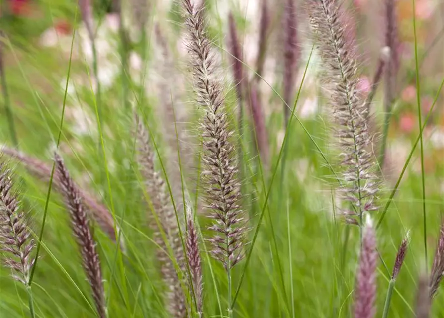 Pennisetum setaceum