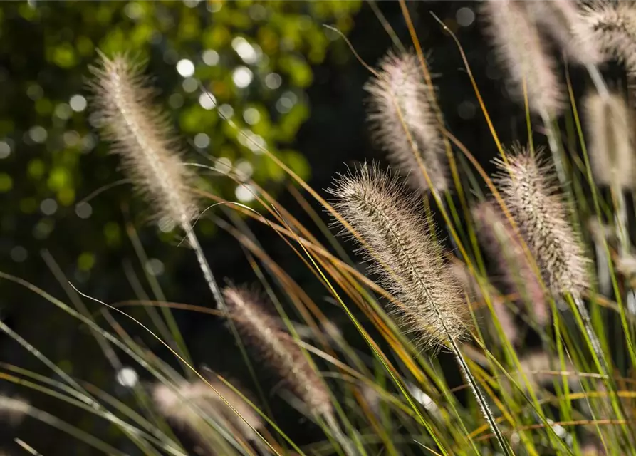 Pennisetum setaceum