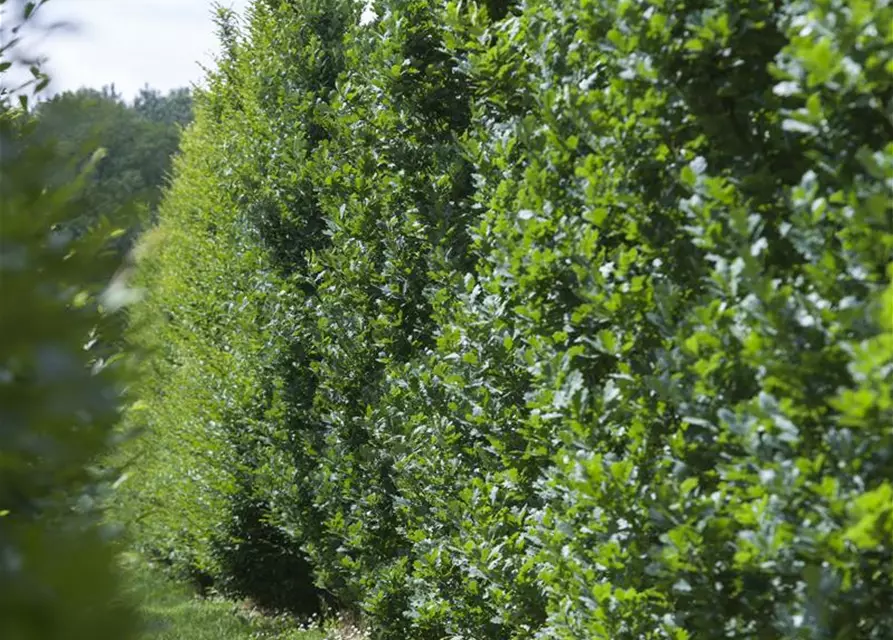 Quercus robur