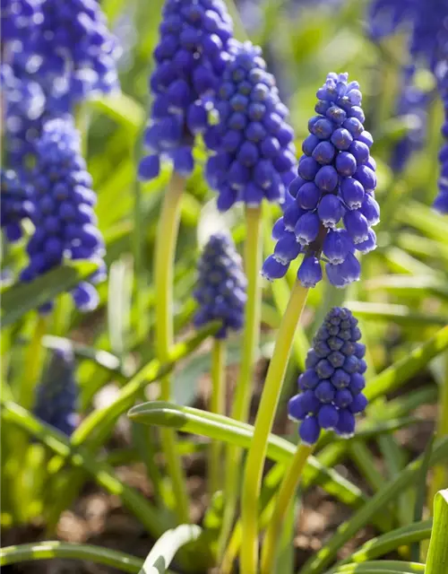 Muscari armeniacum