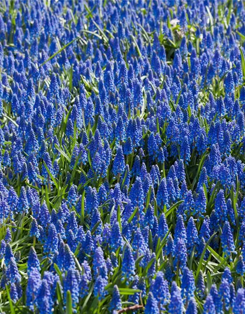 Muscari armeniacum