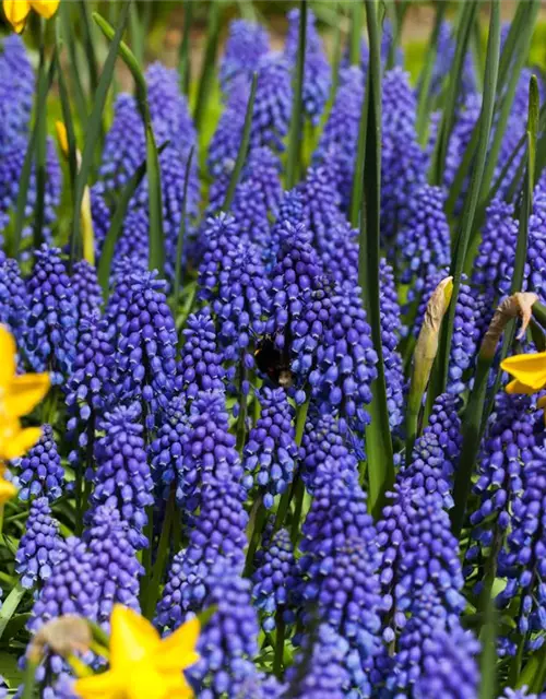 Muscari armeniacum