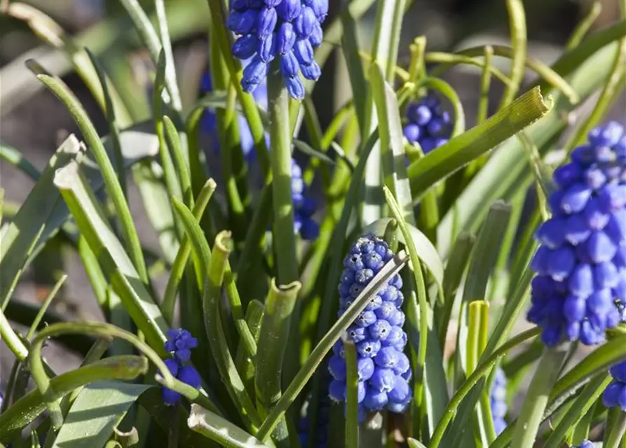 Muscari armeniacum