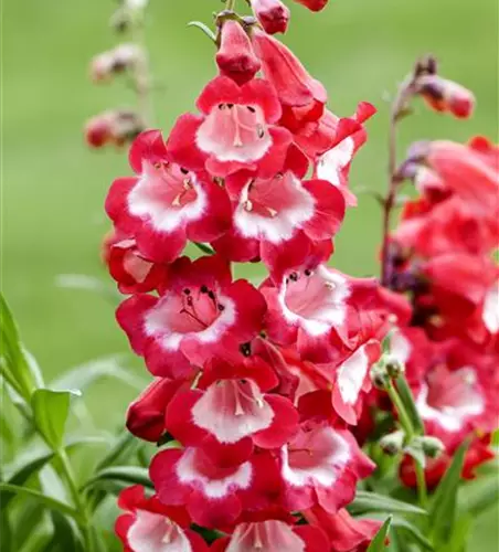 Penstemon barbatus