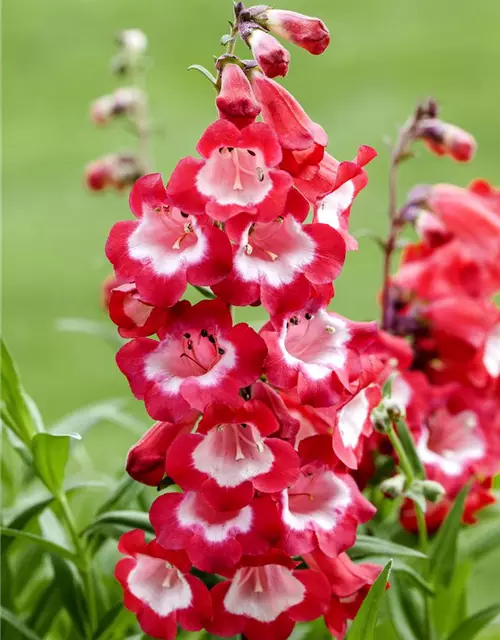 Penstemon barbatus