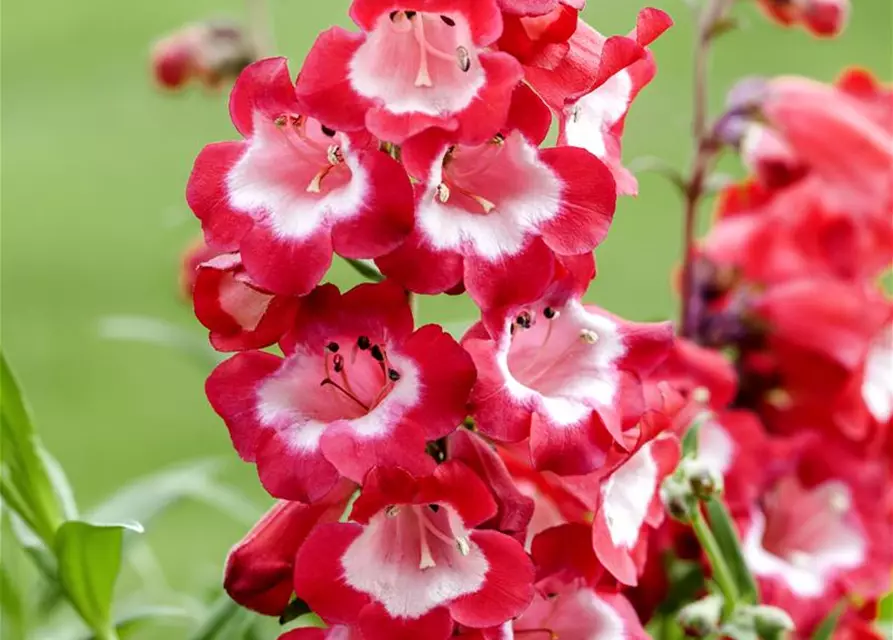 Penstemon barbatus