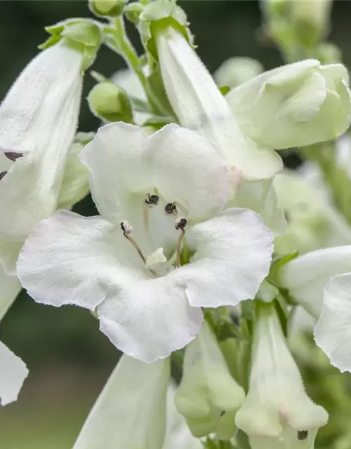 Penstemon barbatus