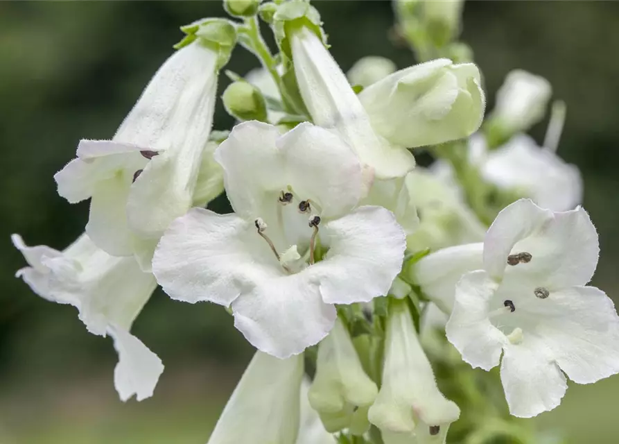 Penstemon barbatus