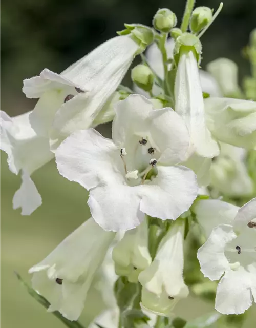 Penstemon barbatus